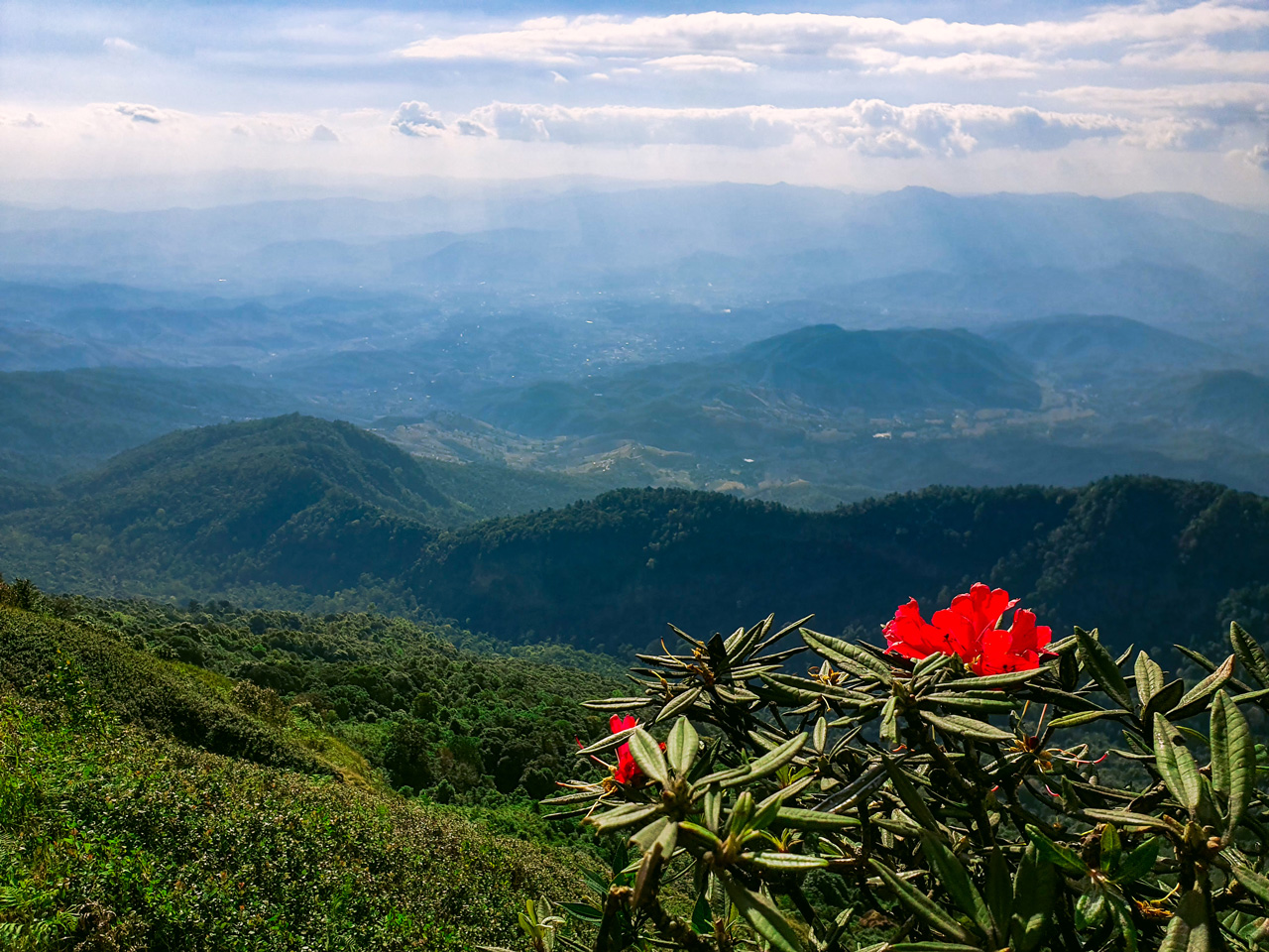 Mountain view with red flowers at Doi Inthanon, Thailand