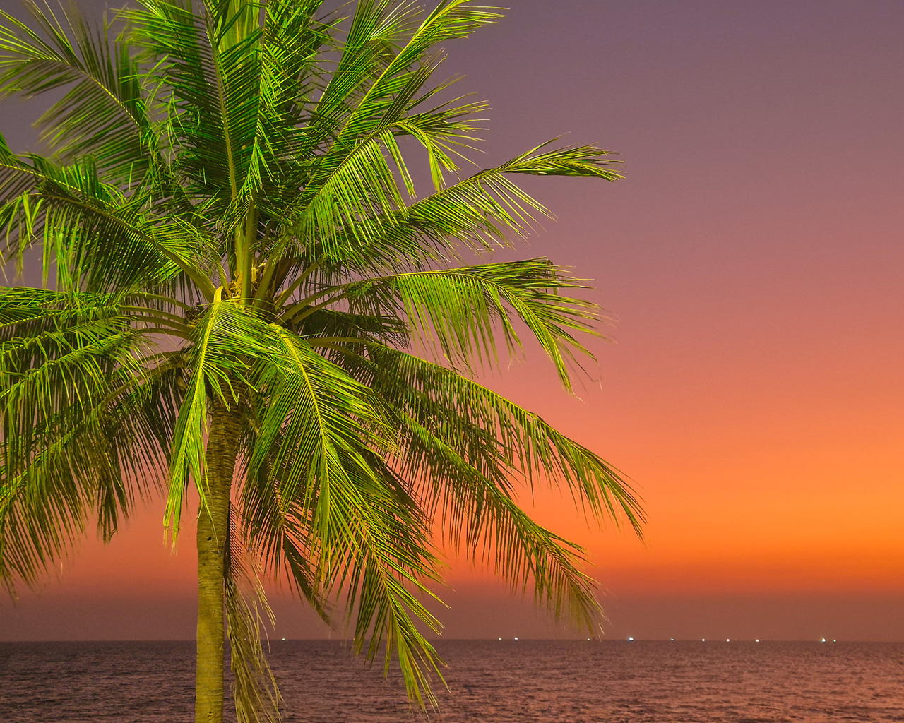 Palm tree silhouetted against the sunset over the sea