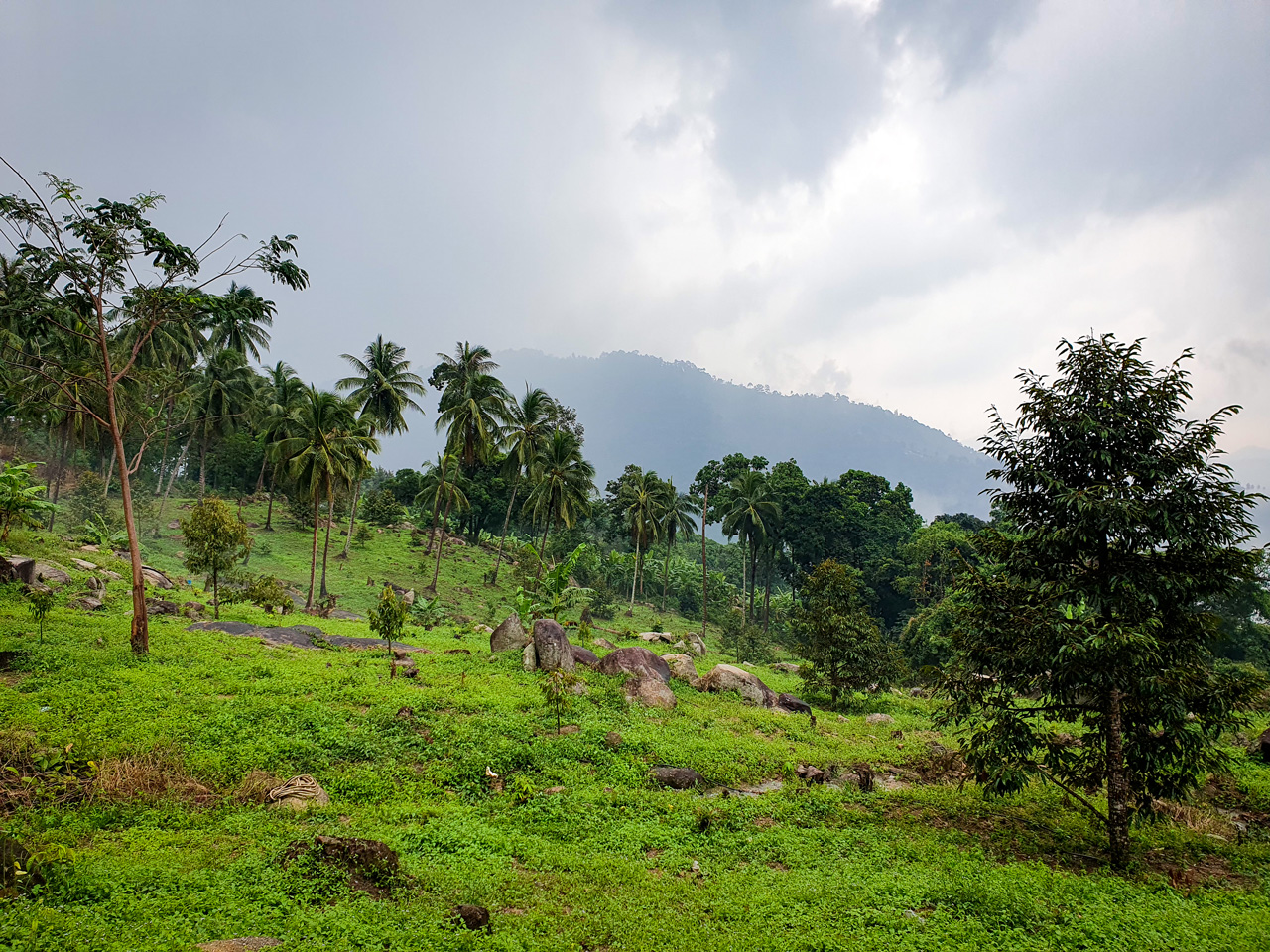 Tropical jungle and palm trees beneath a storm cloud on Koh Samui, Thailand